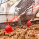 Illustration for article titled Farmer Turns an Old Star Wars Billboard Into Greatest Chicken Coop Ever